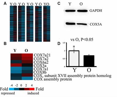 COX5A Plays a Vital Role in Memory Impairment Associated With Brain Aging via the BDNF/ERK1/2 Signaling Pathway